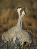 Sandhill Cranes Courtship Calling and Display Photographie par Arthur Morris