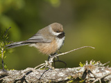 Boreal Chickadee (Poecile Hudsonica), Maine, USA Photographic Print by Garth McElroy