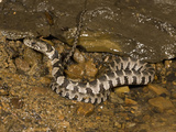 Northern Water Snake (Nerodia Sipedon) Is Resting in a Stream Bed, USA Photographic Print by Joe McDonald