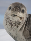 Leopard Seal Head (Hydrurga Leptonyx) Photographic Print by Louise Murray