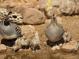 Gambel's Quail Family Drinking at a Waterhole (Callipepla Gambelii), Arizona, USA Photographic Print by Mary Ann McDonald