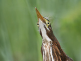 Green Heron, Butorides Virescens, Fledged Young Head from Below Showing its Eye Placement, Florida Photographic Print by Arthur Morris