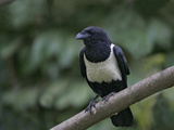 Indian Pied Crow, Corvus Albus, Kenya, Africa Photographic Print by Arthur Morris