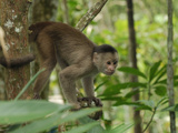 White-Fronted Capuchin (Cebus Albifrons), Pacaya-Samiria National Park, Peru Photographic Print by Thomas Marent