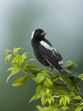 Bobolink (Dolichonyx Oryzivorus), USA Photographic Print by Joe McDonald