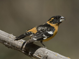 Black-Headed Grosbeak, Pheucticus Melanocephalus, Western USA Photographic Print by Joe McDonald