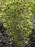 'John Tomlinson' Euphorbia (Euphorbia Characias Wulfenii) Photographic Print by Phillip Smith