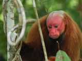 Red Uakari or Bald Uacari (Cacajao Calvus Rubicundus), Lago Preto, Peru Photographic Print by Thomas Marent