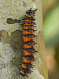 Panacea Butterfly Caterpillar (Nymphalidae), Allpahuayo Mishana National Reserve, Iquitos, Peru Photographic Print by Thomas Marent