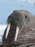 Walrus (Odobenus Rosmarus Rosmarus) on Pack Ice to Rest and Sunbathe Photographic Print by Louise Murray