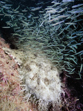 Tasseled Wobbegong (Eucrossorhinus Dasypogon) at Night under the Navy Pier, Exmouth Photographic Print by Andy Murch
