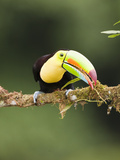 Keel-Billed Toucan in Breeding Plumage (Ramphastos Sulfuratus), Laguana Del Lagarto, Costa Rica Photographie par Mary Ann McDonald