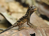Anolis Lizard (Anolis Nitens), Allpahuayo Mishana National Reserve, Iquitos, Peru Photographic Print by Thomas Marent