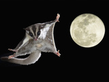 Sugar Glider, Petaurus Breviceps, Marsupial Mammal Gliding Through the Night Sky, Australia Photographic Print by Joe McDonald