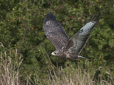 Common Buzzard (Buteo Buteo) in Flight, Europe Photographic Print by Louise Murray