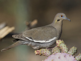 White-Winged Dove, Zenaida Asiatica, Arizona, USA Photographic Print by Joe McDonald