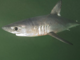 Porbeagle Shark (Lamna Nasus), Bay of Fundy, New Brunswick, Canada, Atlantic Ocean Photographic Print by Andy Murch