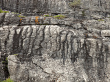 Stromatolites in Proterozoic Helena Formation, Glacier National Park, Montana, USA Photographic Print by Marli Miller