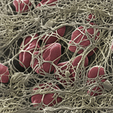 Human Blood Clot 10 Minutes after the Wound, Showing the Numerous Fibrin Fibers Photographic Print by David Phillips