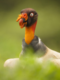 King Vulture Head (Sarcoramphus Papa), Costa Rica Photographie par Mary Ann McDonald