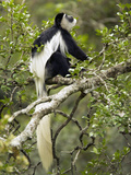 Black and White Colobus Monkey (Colobus Guereza) Sitting in a Tree, Masai Mara, Kenya Photographic Print by Joe McDonald