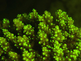 Acropora Coral and its Polyps Fluorescing Green When Excited by Blue Light Photographic Print by Louise Murray