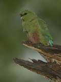 Austral Parakeet, Enicognathus Ferrugineus, South America Photographic Print by Joe McDonald