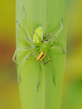 A Mating Pair of Green Huntsman Spiders (Micrommata Virescens) Photographic Print by Fabio Pupin
