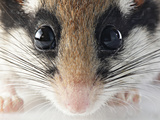 Garden Dormouse (Eliomys Quercinus) Photographic Print by Denis Palanque