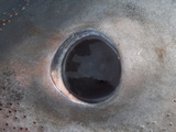 Eye of a Porbeagle Shark (Lamna Nasus), During Feeding The Porbeagle's Eye Rolls Back in its Socket Photographic Print by Andy Murch