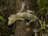 Leaf-Tailed Gecko (Uroplatus Fimbriatus) Photographic Print by Joe McDonald