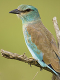 Eurasian Roller (Coracias Garrulus), Masai Mara, Kenya Photographie par Mary Ann McDonald