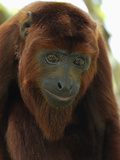 Red Howler Monkey Head (Alouatta Seniculus), Iquitos, Peru Photographic Print by Thomas Marent