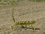 Flap-Necked Chameleon Walking (Chamaeleo Dilepis), Southern Africa Photographic Print by Joe McDonald