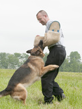 K9 Police Officer and Dog Handler with a Trained Aggression Dog Photographic Print by Louise Murray