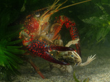 Red Swamp Crayfish (Procambarus Clarckii) Can Prey on Even Adult Amphibians Photographic Print by Fabio Pupin