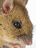 Wood Mouse (Apodemus Sylvaticus), Europe Photographic Print by Denis Palanque