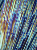 Recorcinol Crystals, Polarized LM Photographic Print by George Musil