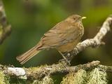 Clay-Colored Thrush (Turdus Grayi) Perched on Tree Limb, Costa Rica Photographie par Joe McDonald