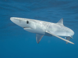 Blue Shark (Prionace Glauca) Swimming Off of San Diego, California, USA Photographic Print by Andy Murch