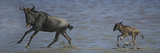 Gnu or Wildebeest Mother and Calf Running Through Water, Connochaetes Taurinus, Tanzania, Africa Photographic Print by Arthur Morris