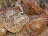 Western Diamondback Rattlesnake (Crotalus Atrox) Photographic Print by Jack Milchanowski