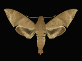 Adult Stage of the Moth (Pachylioides Resumens) Cryptic, Drab Brown, Hawkmoth Photographie par Jeffrey Miller