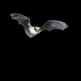 California Myotis Bat (Myotis Californicus) Flying at Night, Southwestern USA Photographic Print by Joe McDonald