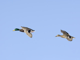 Male and Female Mallard Ducks (Anas Platyrhynchos), Montana, USA Photographic Print by Neal Mischler