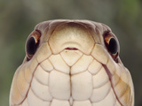 Garter Snake (Thamnophis) Photographic Print by Mark Plonsky