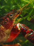 Red Swamp Crayfish Head (Procambarus Clarckii) Photographic Print by Fabio Pupin