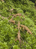 Iguanas (Iguana Iguana) Climbing in Tree, Costa Rica Photographie par Joe McDonald