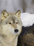 Gray Wolf (Canis Lupus), Northern Minnesota, USA Photographic Print by Jack Milchanowski