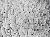 Coral Outcrop, Galapagos Photographic Print by Arthur Morris